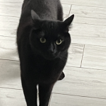 Oreokitty1 Army