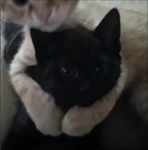 Gxo kittys
