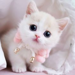~ Floofy • Kitten ~