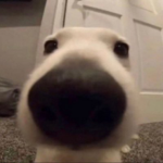 scribblehound