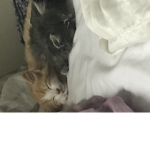 lil cats da won