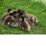 Group duck hugs