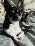 Team cookie chihuahua