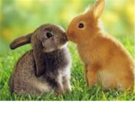 we love rabbits!