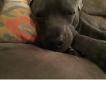 My dog named Buddy