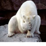 polar bear clan