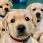 Puppies and Dogs United!