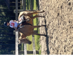Horsesssssssssssssssssss