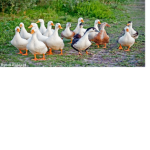 Polish Ducky's Studios
