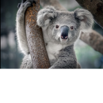 Koala Squad for life