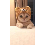 Cute Gigi