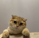 Meme and best friends