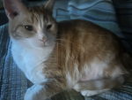 gingin backrolls