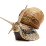 Snail association