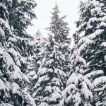 Snowyy love