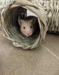 livvy's hamms