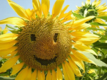 flowers in the field,,