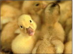 The Roblox Duck Society