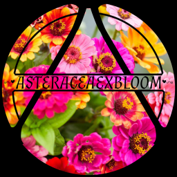 Asteraceaexbloom Plaza