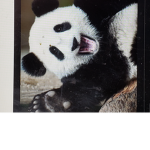 Pandapalsforever