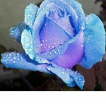 Blue's Lucky Charm's