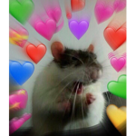 ~*AESTHETIC RATS*~