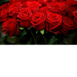 have.the.roses.