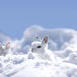 The Baby Bunnies!