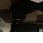 Dog dog dog DOGS