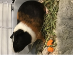 Chippy the Guinea pig