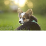 Royal Dogs <3