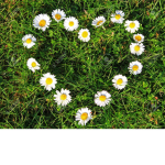 Daisy girls