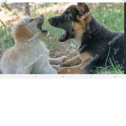 Doggo Fighting 🐶