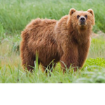 Brown bear tt fans join here