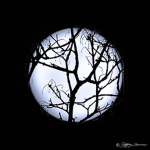 .Moonstorm.