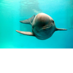 porpoise gang