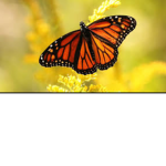 Avatar Studios. ( Butterfly Clothing )