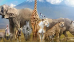 Savhana animals