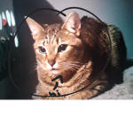Pepole who like cats