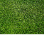 GRASS_GANG