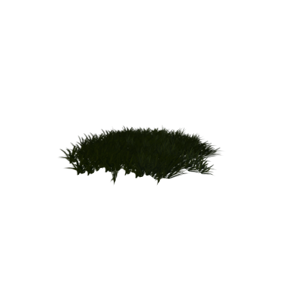 Grass