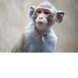 [EMOTES] The Tribe Of Monke