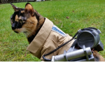 #ANIME CATS