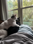 The opinion group (u have to like cats LOL)
