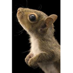 _THE_SQUIRREL_ARMY_