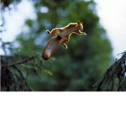 Squirrel team six hangout