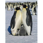 Penguin Studioss