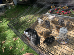 Chicken goated group