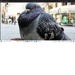 All Pigeons United!