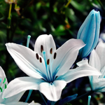 The Lily Familiar